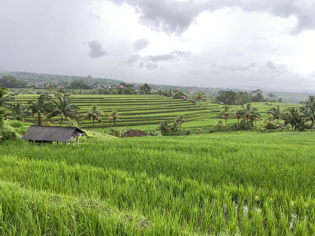 Nádherné zelené rýžové terasy Jatiluwih na ostrově Bali zapsané v UNESCO. Autentický výlet s českým průvodcem.